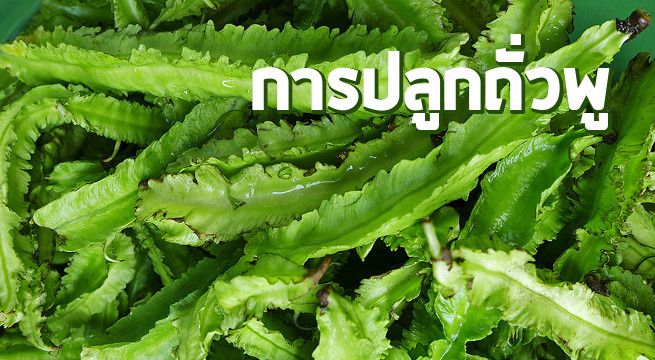 การปลูกถั่วพู