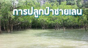 การปลูกป่าชายเลน