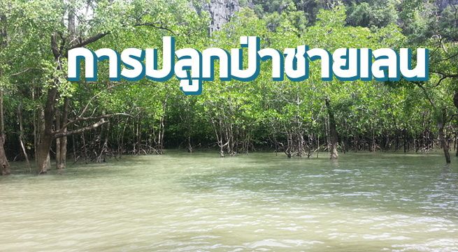 การปลูกป่าชายเลน