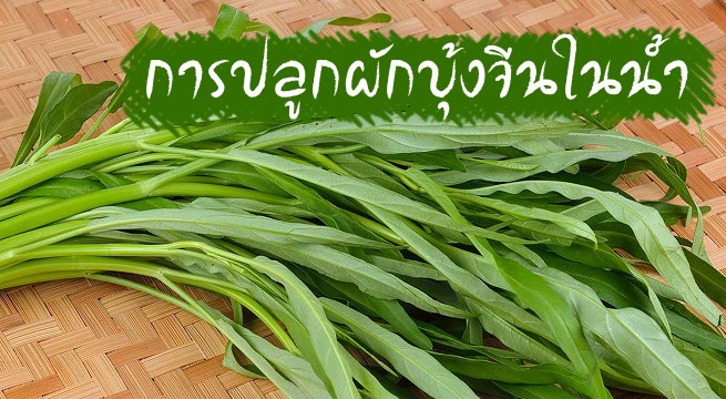 วิธีปลูกผักบุ้งจีน