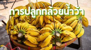 การปลูกกล้วยน้ำว้า