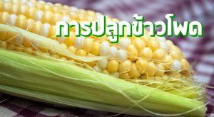 การปลูกข้าวโพด