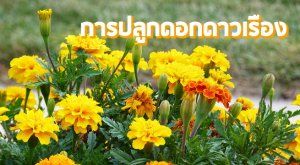 การปลูกดอกดาวเรือง