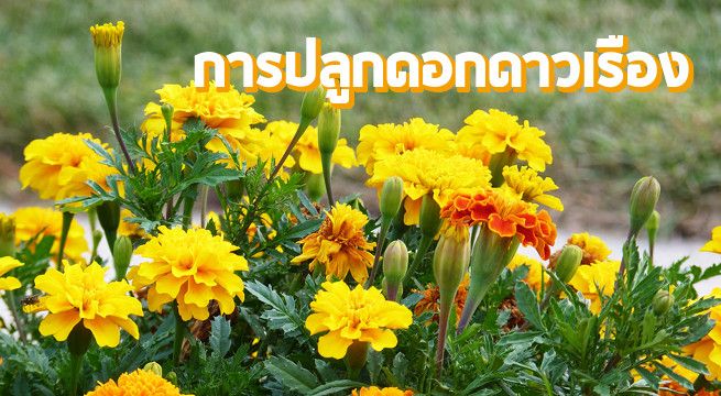 การปลูกดอกดาวเรือง