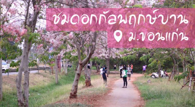 ดอกกัลปพฤกษ์ ม.ขอนแก่น