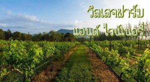 วิลเลจฟาร์ม แอนด์ ไวน์เนอรี่