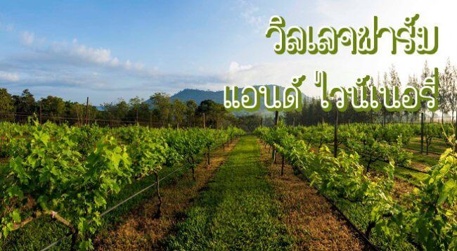 วิลเลจฟาร์ม แอนด์ ไวน์เนอรี่