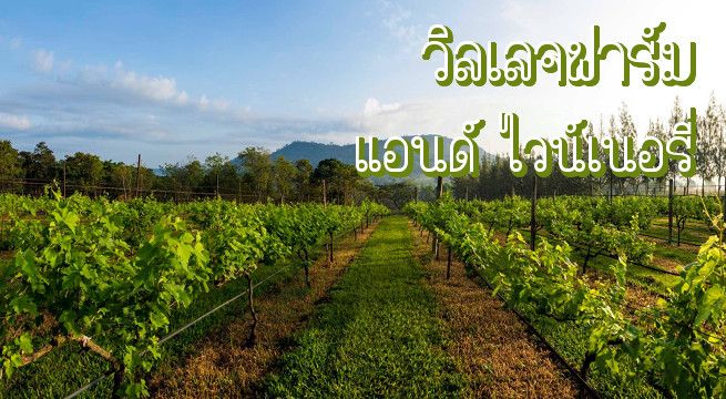วิลเลจฟาร์ม แอนด์ ไวน์เนอรี่