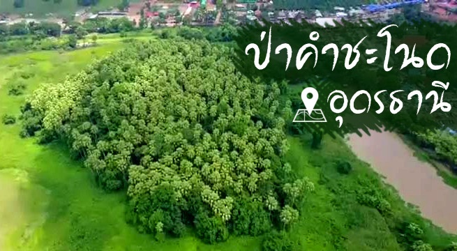ป่าคำชะโนด อุดรธานี