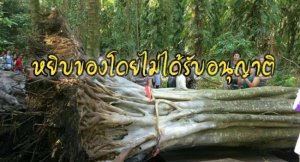 หยิบของโดยไม่ได้รับอนุญาติ