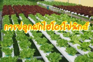 ภาพประจำบทความเรื่องการปลูกผักไฮโดรโปนิกส์