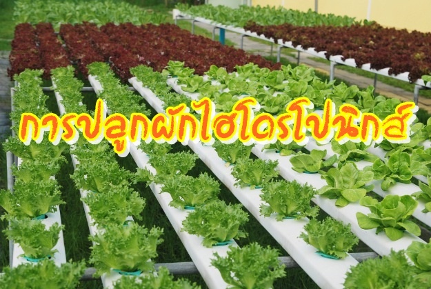 ภาพประจำบทความเรื่องการปลูกผักไฮโดรโปนิกส์