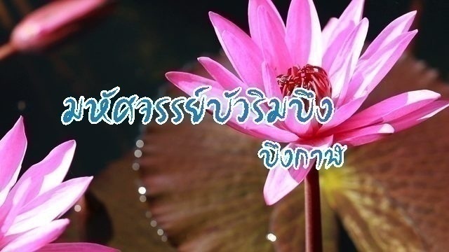 ภาพประจำบทความ มหัศจรรย์บัวริมบึง บึงกาฬ