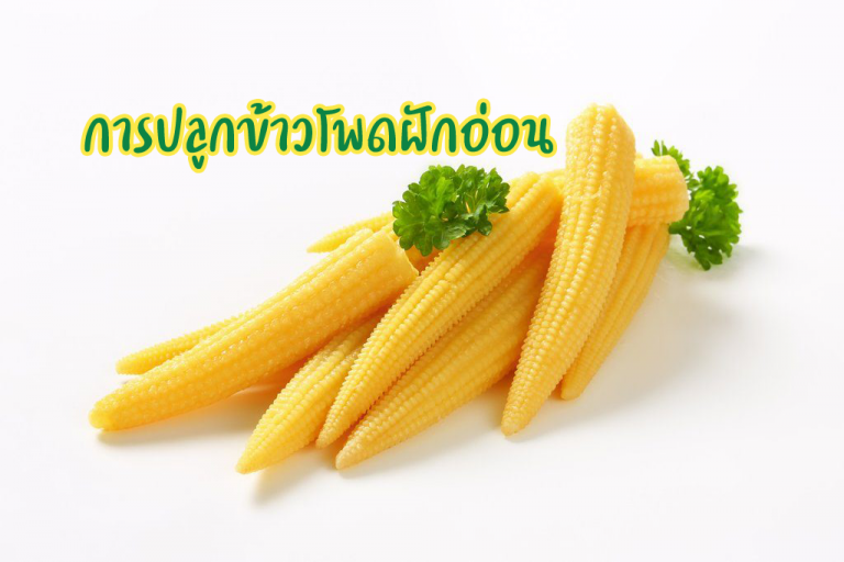 การปลูกข้าวโพดฝักอ่อน