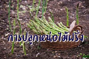 รูปประจำบทความ การปลูกหน่อไม้ฝรั่ง