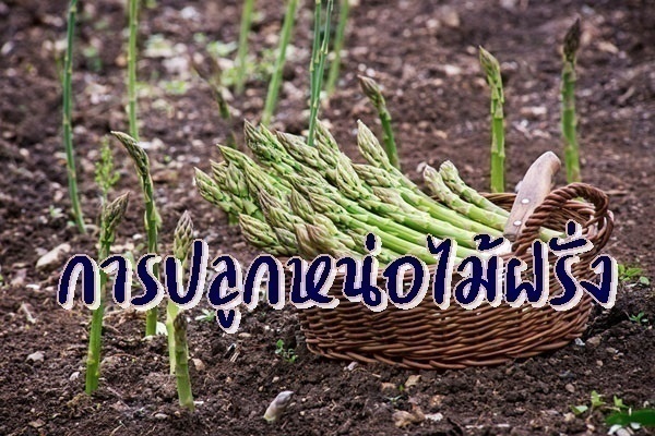 รูปประจำบทความ การปลูกหน่อไม้ฝรั่ง