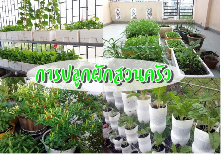 การปลูกผักสวนครัว
