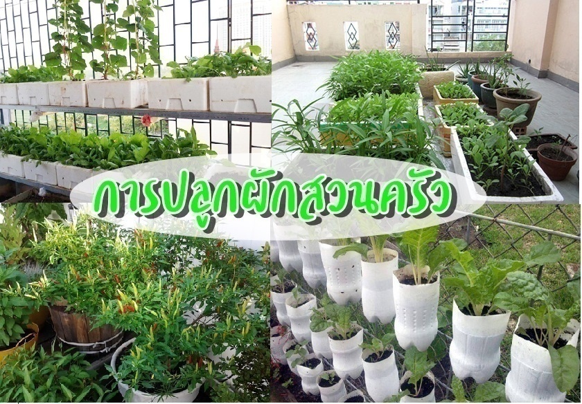 การปลูกผักสวนครัว