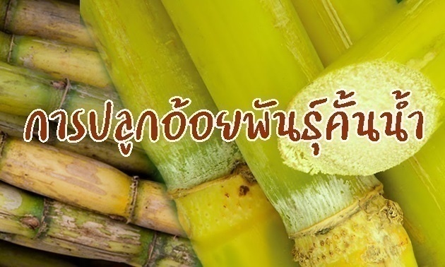 รูปประจำบทความการปลูกอ้อยพันธุ์คั้นน้ำ