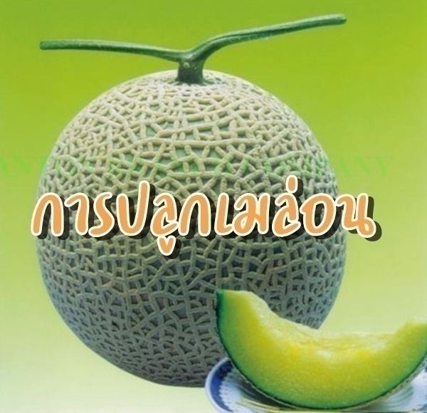 การปลูกเมล่อน