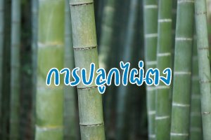 รูปประจำบทความการปลูกไผ่ตง