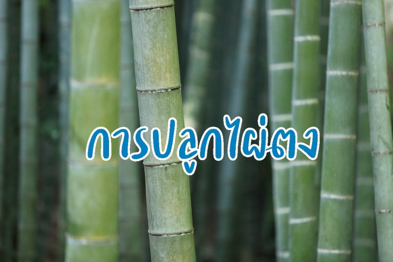 รูปประจำบทความการปลูกไผ่ตง
