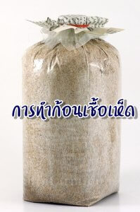 รูปภาพประจำบทความ การทำก้อนเชื้อเห็ด