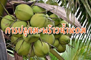 การปลูกมะพร้าวน้ําหอม