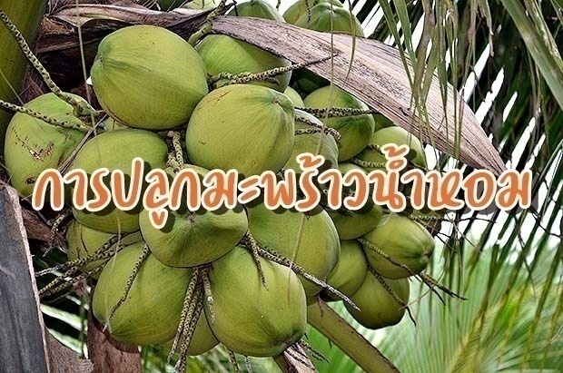 การปลูกมะพร้าวน้ําหอม