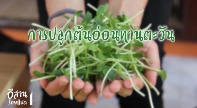 การปลูกต้นอ่อนทานตะวัน