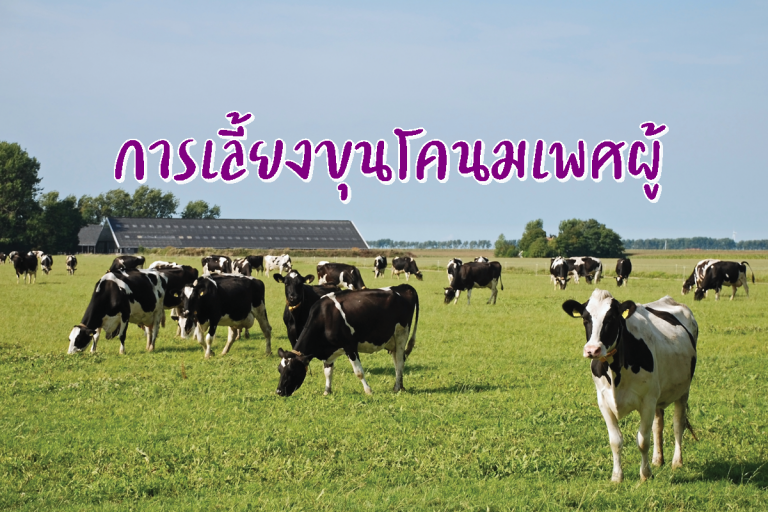 รูปประจำบทความ การเลี้ยงขุนโคนมเพศผู้