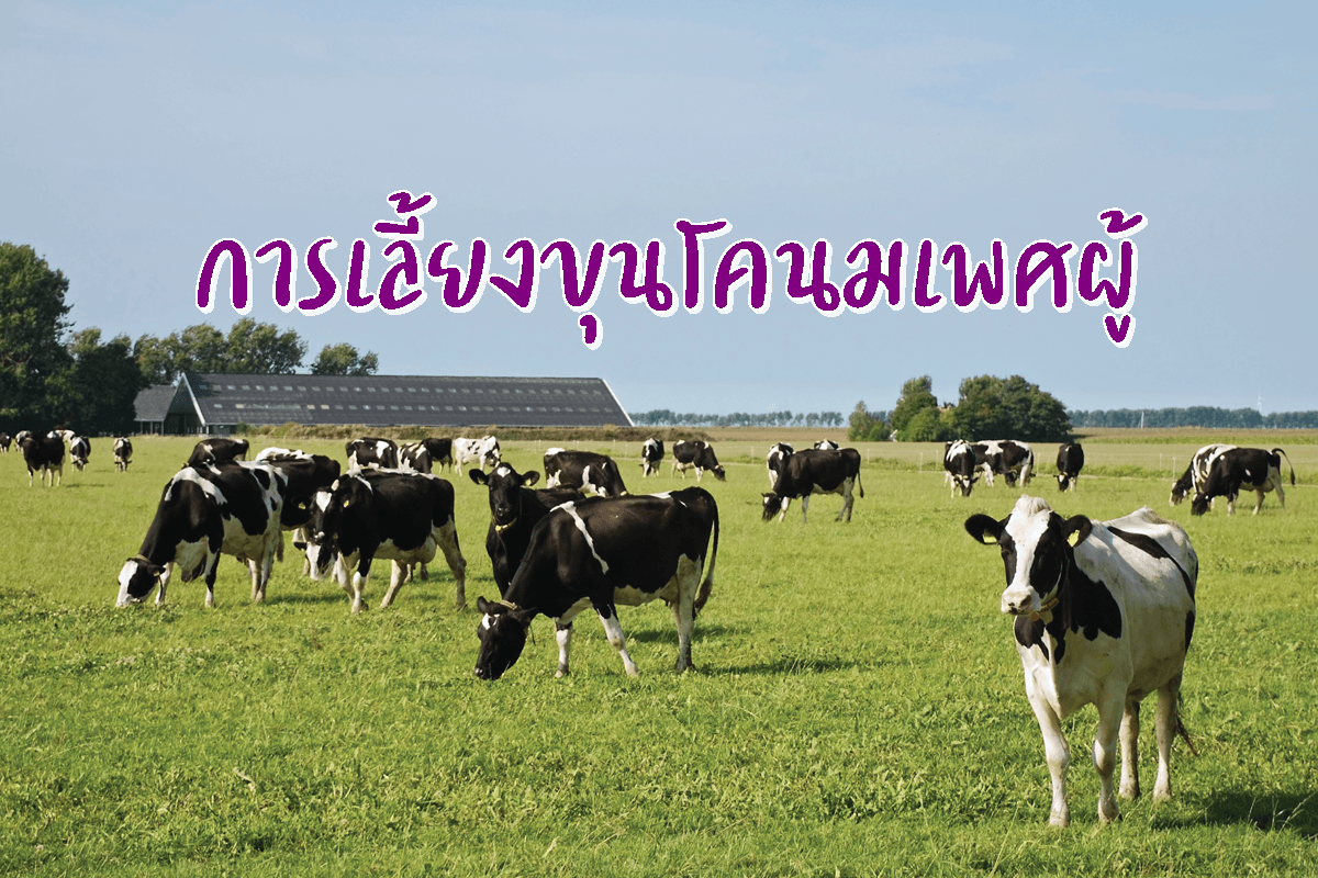 รูปประจำบทความ การเลี้ยงขุนโคนมเพศผู้