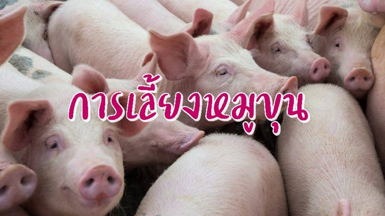 รูปประจำบทความ การเลี้ยงหมูขุน