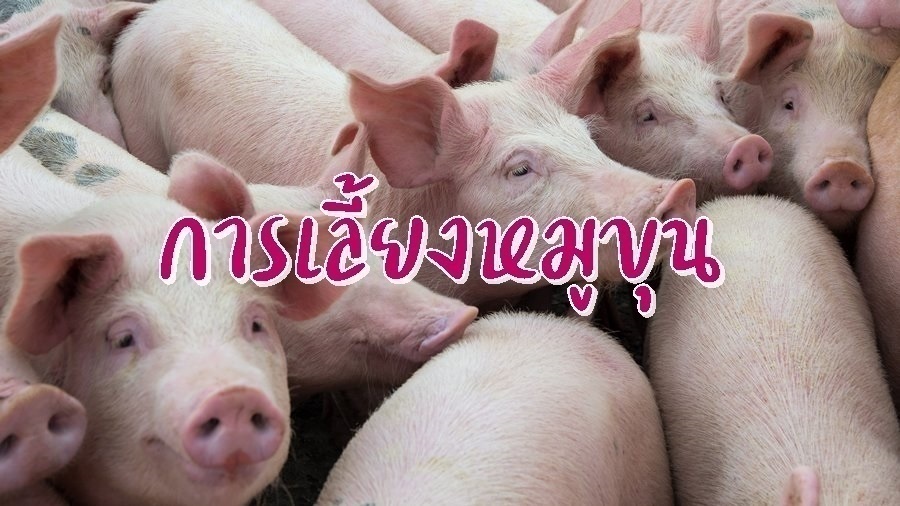 รูปประจำบทความ การเลี้ยงหมูขุน