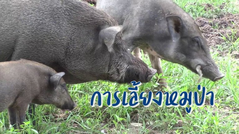รูปประจำบทความ การเลี้ยงหมูป่า