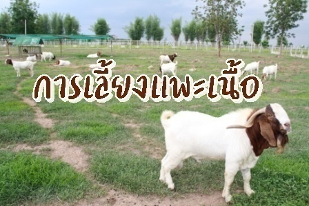 รูปประจำบทความ การเลี้ยงแพะเนื้อ