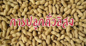 รูปประจำบทความการปลูกถั่วลิสง