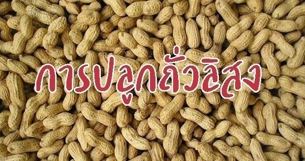 รูปประจำบทความการปลูกถั่วลิสง