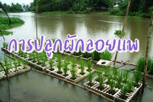 รูปประจำบทความการปลูกผักลอยแพ