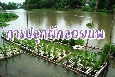 รูปประจำบทความการปลูกผักลอยแพ
