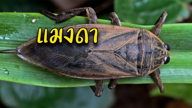แมงดา