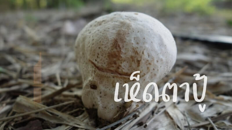 Cover เห็ดตาปู้