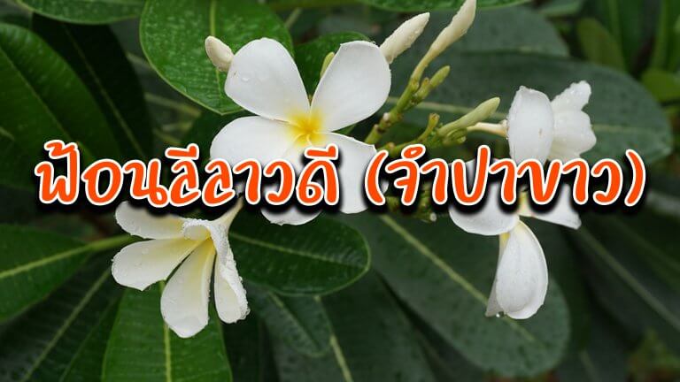 ฟ้อนลีลาวดี(จำปาขาว)