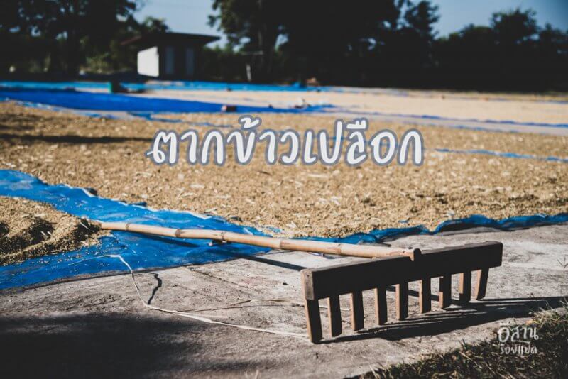 ลานตากข้าวเปลือก