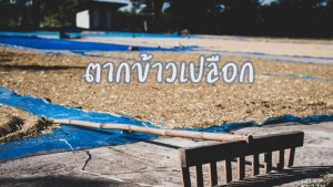 ลานตากข้าวเปลือก