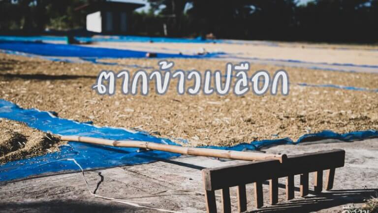 ลานตากข้าวเปลือก