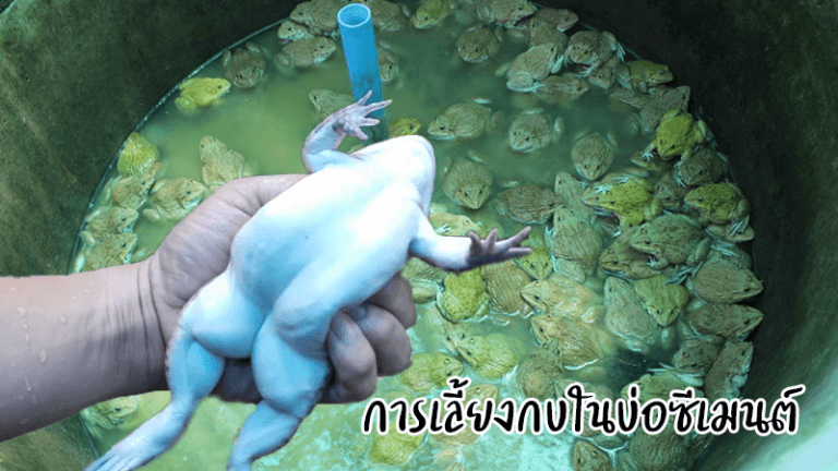 การเลี้ยงกบในบ่อซีเมนต์