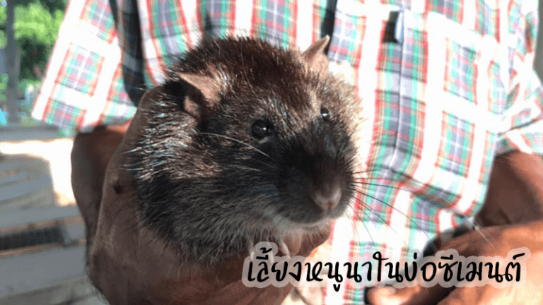 การเลี้ยงหนูนาในบ่อซีเมนต์