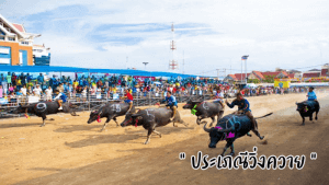 ประเภณีวิ่งควาย