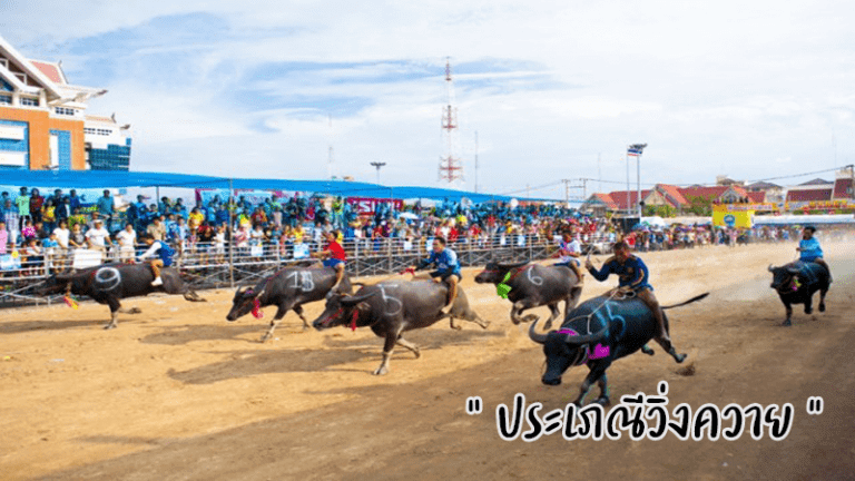 ประเภณีวิ่งควาย